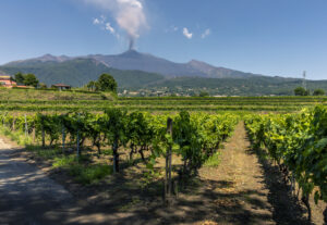 Vivera wijn en de Etna, Etna wijn